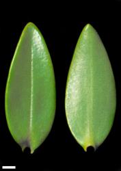 Veronica subalpina. Leaf surfaces, adaxial (left) and abaxial (right). Scale = 1 mm.
 Image: W.M. Malcolm © Te Papa CC-BY-NC 3.0 NZ